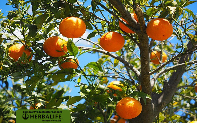 Bajar de peso con naranjas